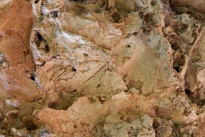 钙质凝灰岩中的树叶化石碎片