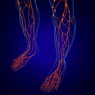 人体淋巴结解剖用于医学概念3D渲染