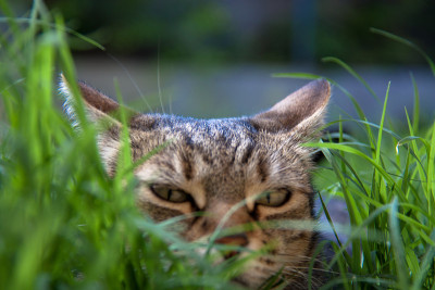 猫埋伏在花园里