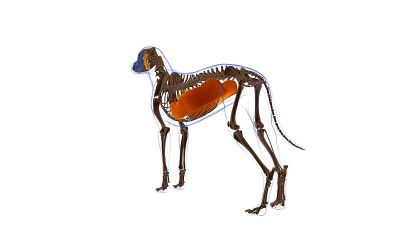 腹外斜肌狗肌解剖医学概念3D