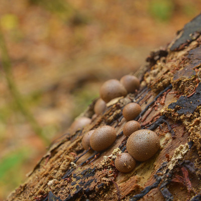 壁面Lycogala黏菌