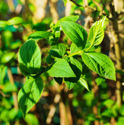 茉莉花春天树