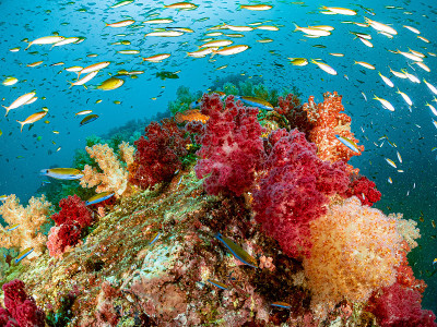 深蓝海洋下的海洋生物环境美景。
