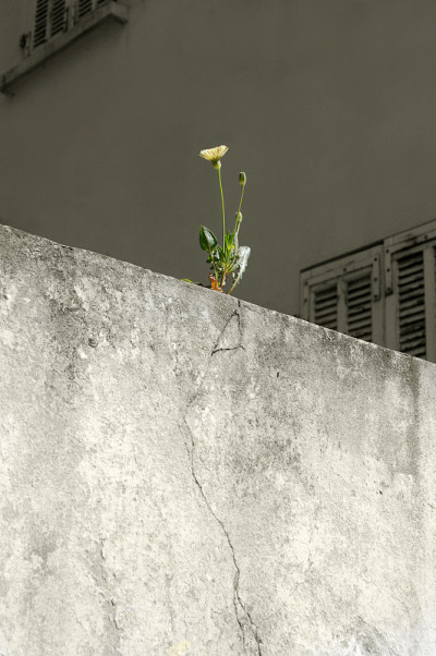 墙上的花