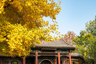 秋天，公园里有中国古建筑的阁楼和银杏树