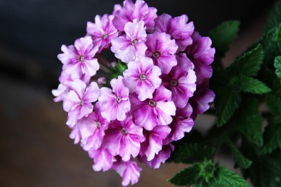 绣球花