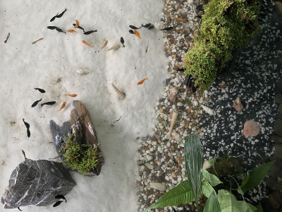 Fish aquarium