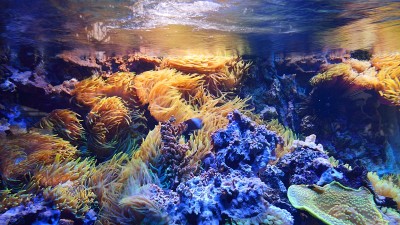动物园里展出的海洋水族馆