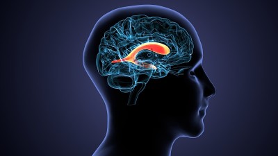 人脑交叉解剖学的三维渲染