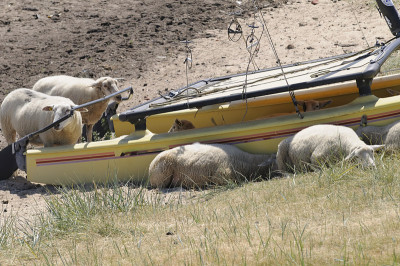 sheeps
