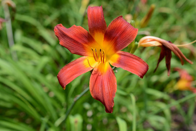日射黄花菜