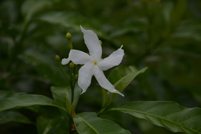 桑帕吉塔茉莉花