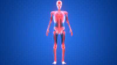 人体骨骼系统解剖学