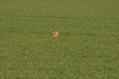 毛