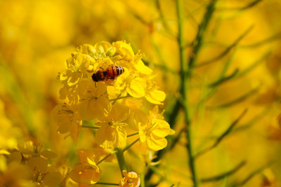 油菜花和蜜蜂