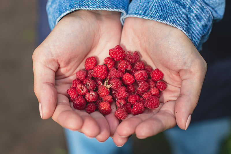 Process of collecting and picking berries in the f