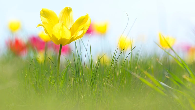 郁金香(Tulipa gesneriana)惊人的美丽草原花