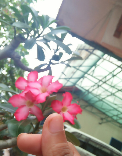 鸡蛋花花