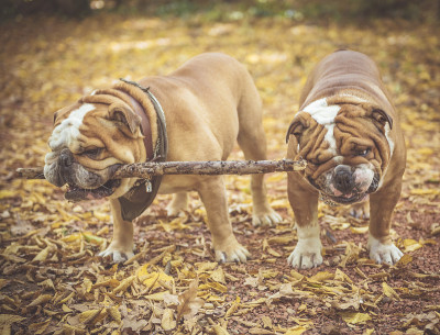 两只大英国斗牛犬