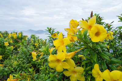 阿拉曼达，黄花和山景
