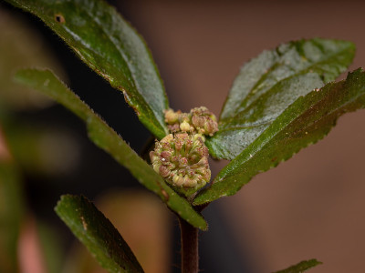 哮喘植物的花