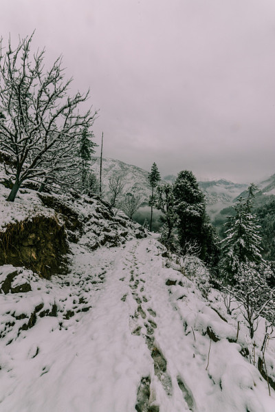 雪覆盖的道路周围的雪松在喜马拉雅山