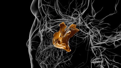 人类骨骼颚骨解剖3D