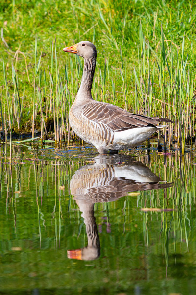 Greyleg gooze或Anser