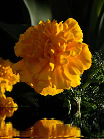 美丽的zinnia花