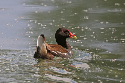 Water hen gallinula (Gallinula chloropus).
