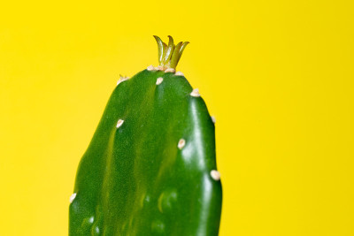 东部仙人掌(仙人掌)仙人掌。药用草本植物，替代药物。
