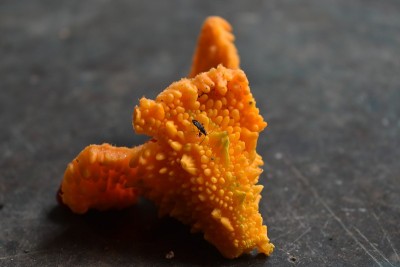 成熟的苦瓜特写