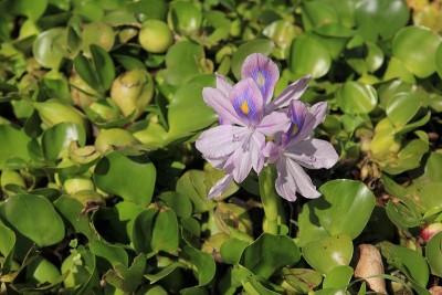 生长在尼泊尔贝纳斯湖岸边的水葫芦。