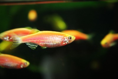 水族馆斑马鱼(纳米鱼)