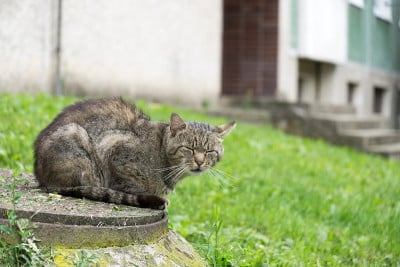 猫在花园里。