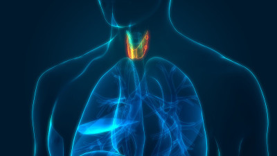 人体腺体甲状腺解剖学