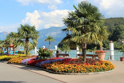 瑞士- spiez，海港和鲜花