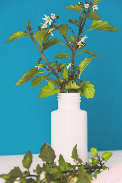 装在白色容器里的化妆品和野生植物
