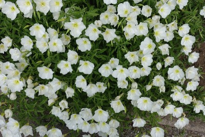 5月开大量的白花