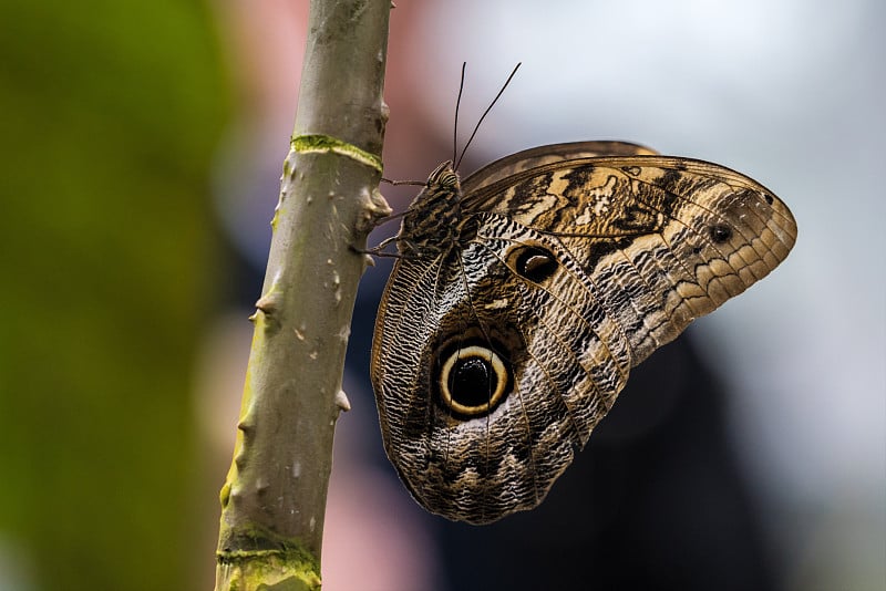 猫头鹰蝴蝶，caligo eurilochus。美丽的棕色的蝴蝶