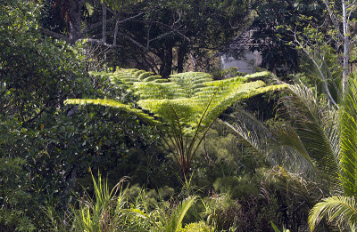 大蕨类植物公园