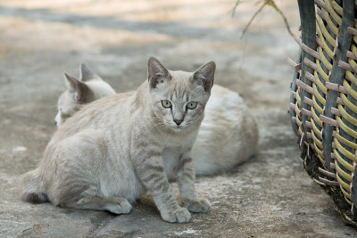 蓝眼睛的猫