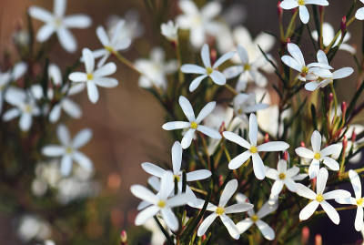 春天自然背景的芬芳的白色花朵的澳大利亚本土婚礼灌木，Ricinocarpos pinifolius，