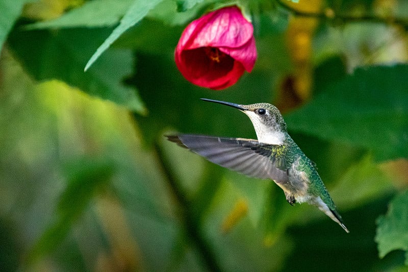 蜂鸟与花。