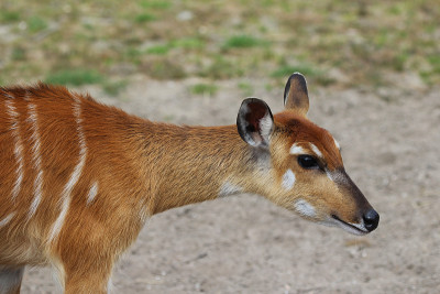 锡塔廷亚(Tragelaphus spekii)