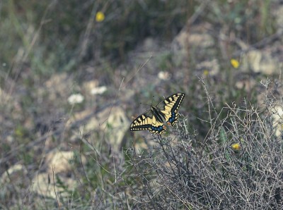 蝴蝶Papilio machaon。