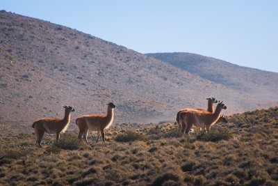 阿根廷门多萨Villavicencio自然保护区草原上的一群guanicoe (Lama guani