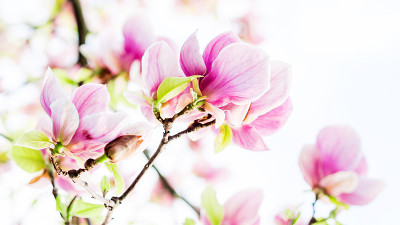 白玉兰开花，春光明媚