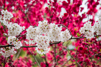 樱花和桃花，东京，日本。