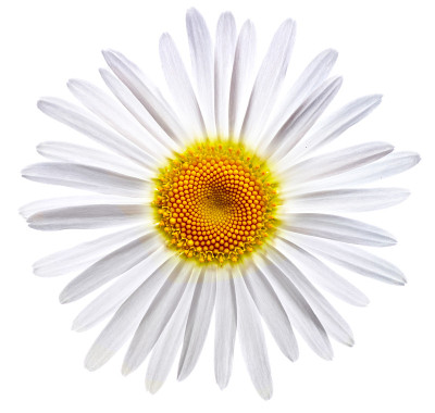 甘菊